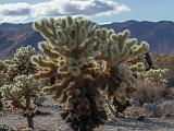 Joshua Tree 012